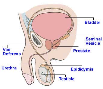 vasectomy anatomy pictures